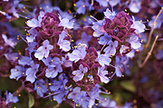 Purple Sage (Salvia dorrii) - Zion National Park