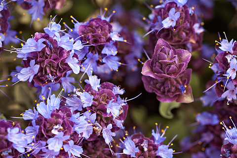 Purple Sage (Salvia dorrii). Zion National Park - April 24, 2008.