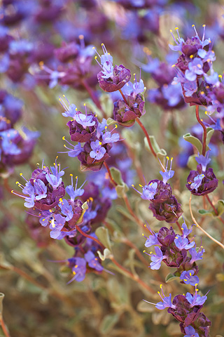 Purple Sage (Salvia dorrii). Zion National Park - April 25, 2008.