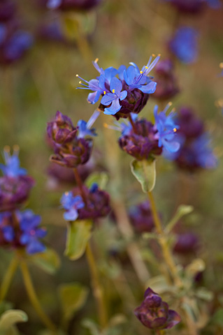 Purple Sage (Salvia dorrii). Zion National Park - May 2, 2010.