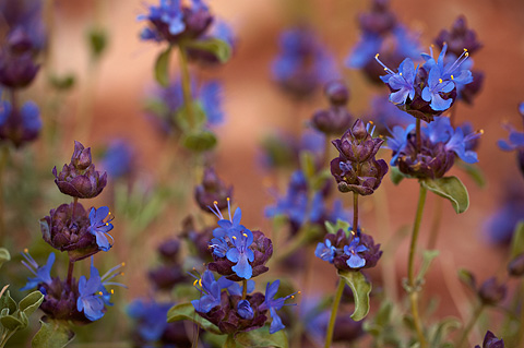 Purple Sage (Salvia dorrii). Zion National Park - May 2, 2010.