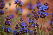 Purple Sage (Salvia dorrii) - Zion National Park