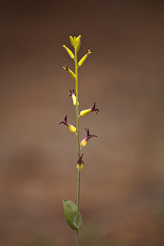 Heartleaf Twistflower (Streptanthus Cordatus). Zion National Park - May 22, 2009.