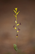 Heartleaf Twistflower (Streptanthus Cordatus) - Zion National Park
