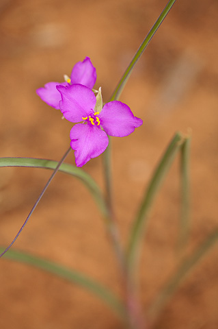 Prairie Spiderwort (Tradescantia occidentalis). Zion National Park - June 12, 2010.