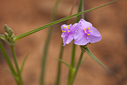 Prairie Spiderwort (Tradescantia occidentalis) - Zion National Park