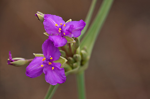 Prairie Spiderwort (Tradescantia occidentalis). Zion National Park - May 23, 2009.