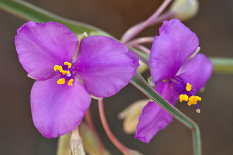 Prairie Spiderwort (Tradescantia occidentalis). Zion National Park - May 27, 2007.