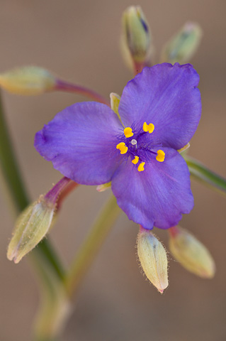 Prairie Spiderwort (Tradescantia occidentalis). Zion National Park - May 27, 2007.