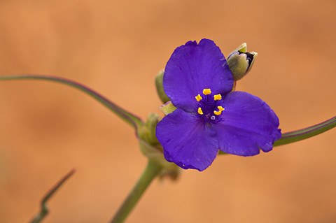 Prairie Spiderwort (Tradescantia occidentalis). Zion National Park - June 6, 2009.