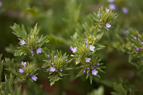 Bigbract Verbena (Verbena bracteata). Zion National Park - May 23, 2009.