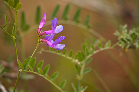 American Vetch (Vicia americana). Zion National Park - June 12, 2010.