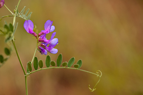 American Vetch (Vicia americana). Zion National Park - June 12, 2010.