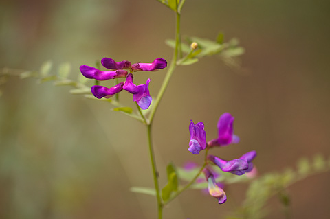 American Vetch (Vicia americana). Zion National Park - May 22, 2009.