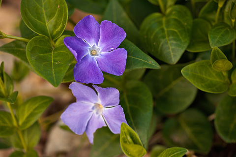 Bigleaf Periwinkle (Vinca major). Zion National Park - April 16, 2010.