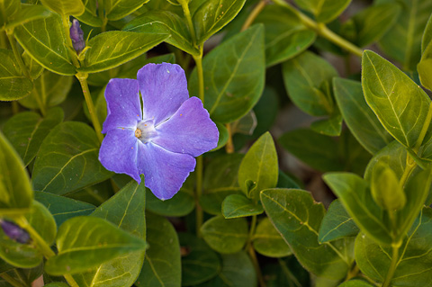 Bigleaf Periwinkle (Vinca major). Zion National Park - April 16, 2010.