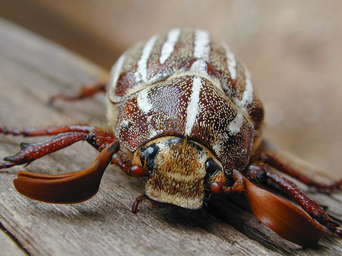 Ten-lined June Beetle (Polyphylla decemlineata). Zion National Park - September 4, 2000.