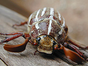Ten-lined June Beetle (Polyphylla decemlineata) - Zion National Park