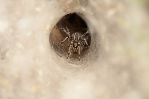 Zion National Park - May 26, 2007.