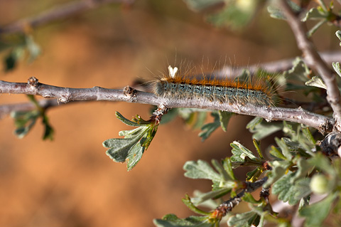 Zion National Park - May 28, 2005.