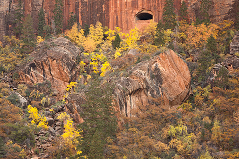 Fall color beneath the Zion-Mount Carmel Tunnel. Zion National Park - October 27, 2007.