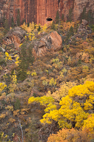 Fall color below the Zion-Mount Carmel Tunnel. Zion National Park - October 27, 2007.