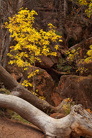 Fall color at the Canyon Junction. Zion National Park - October 29, 2007.