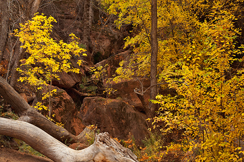 Fall color at the Canyon Junction. Zion National Park - October 29, 2007.