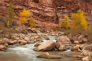 Fall color along the Virgin River - Zion National Park