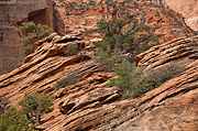 A firm foundation - Zion National Park