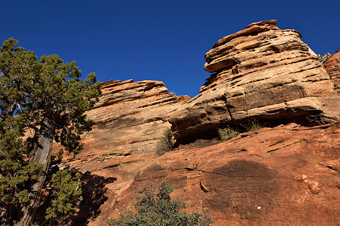 Slickrock and juniper. Zion National Park - October 9, 2004.