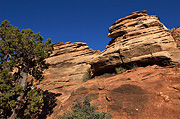 Slickrock and juniper - Zion National Park