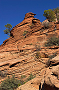 Sandstone hoodoos - Zion National Park