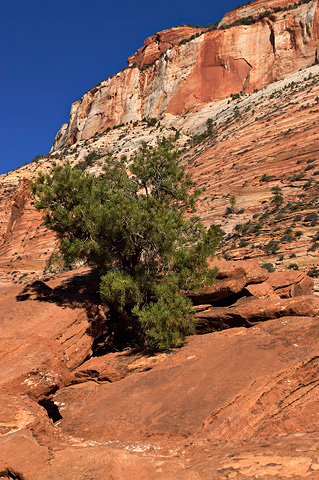The East Temple. Zion National Park - October 9, 2004.