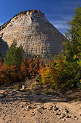 Fall color in Clear Creek - Zion National Park