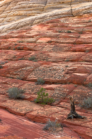 Checkerboard. Zion National Park - October 29, 2004.