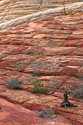 Checkerboard - Zion National Park