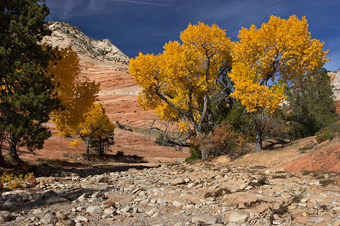 Cottonwoods. Zion National Park - October 28, 2006.