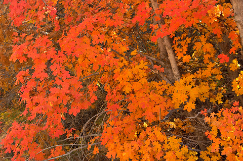 Fall color in Clear Creek. Zion National Park - October 28, 2006.
