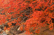 Fall color in Clear Creek - Zion National Park