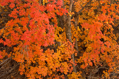 Bigtooth Maples. Zion National Park - October 28, 2006.