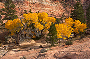 Cottonwoods in fall color - Zion National Park