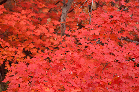 Crimson. Zion National Park - October 26, 2007.
