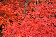 Crimson - Zion National Park