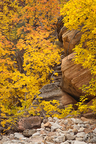 Draped in gold. Zion National Park - October 26, 2007.