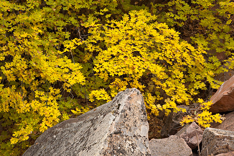 First fall color. Zion National Park - October 26, 2007.