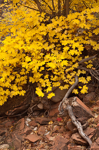 Yellow. Zion National Park - October 26, 2007.