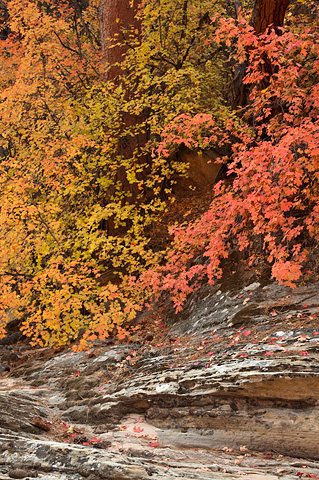From beginning to end. Zion National Park - October 26, 2007.