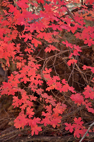 Better off red. Zion National Park - October 26, 2007.
