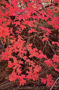 Better off red - Zion National Park